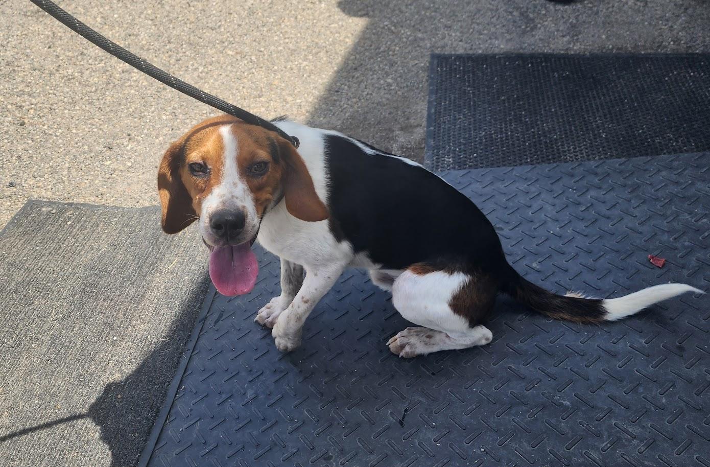Ruger 150-26, a ADOPTABLE mixed breed in Cambridge, OH image 2/6
