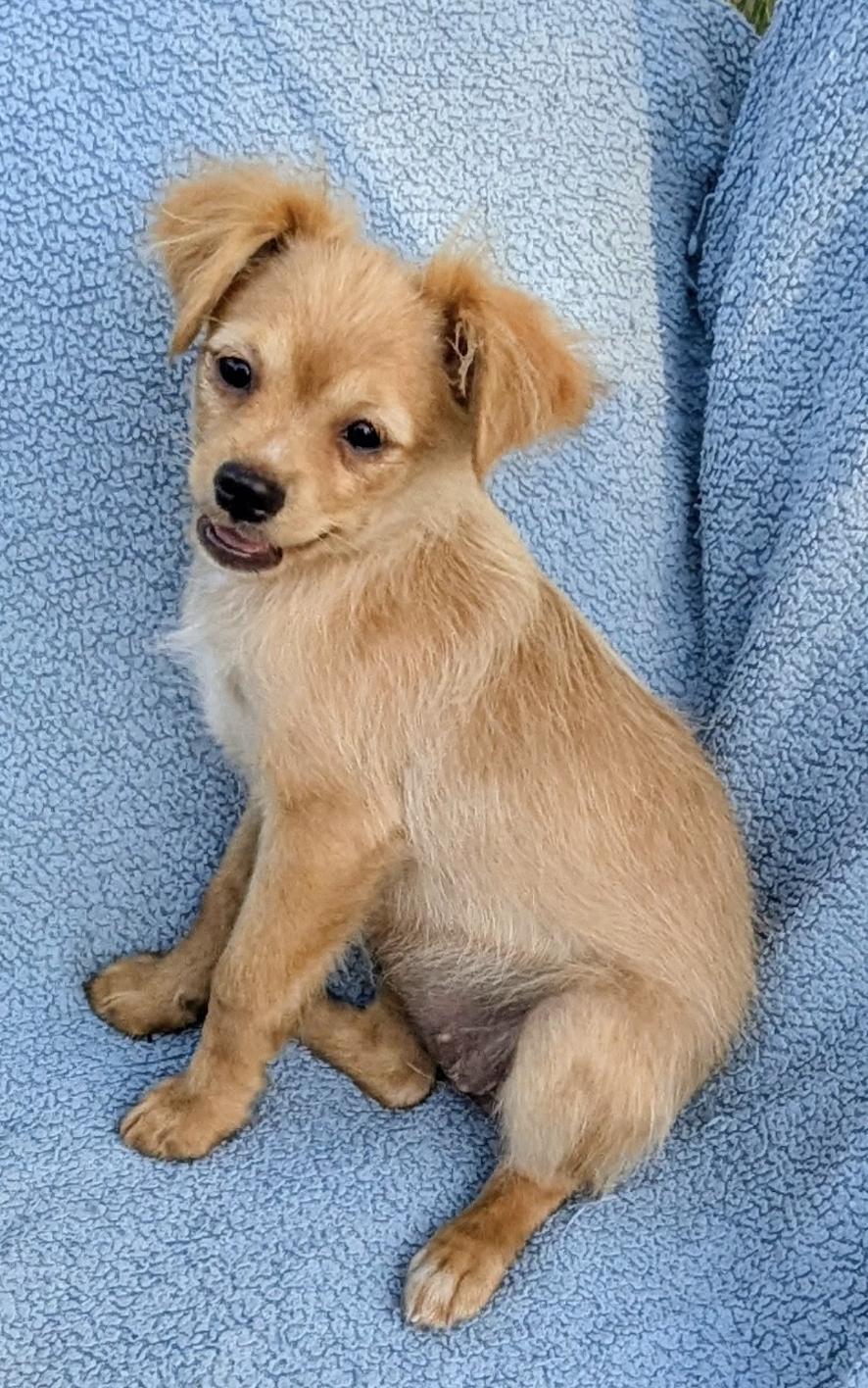 Enlarge Luna, a ADOPTABLE mixed breed in Los Angeles, CA image 5/5