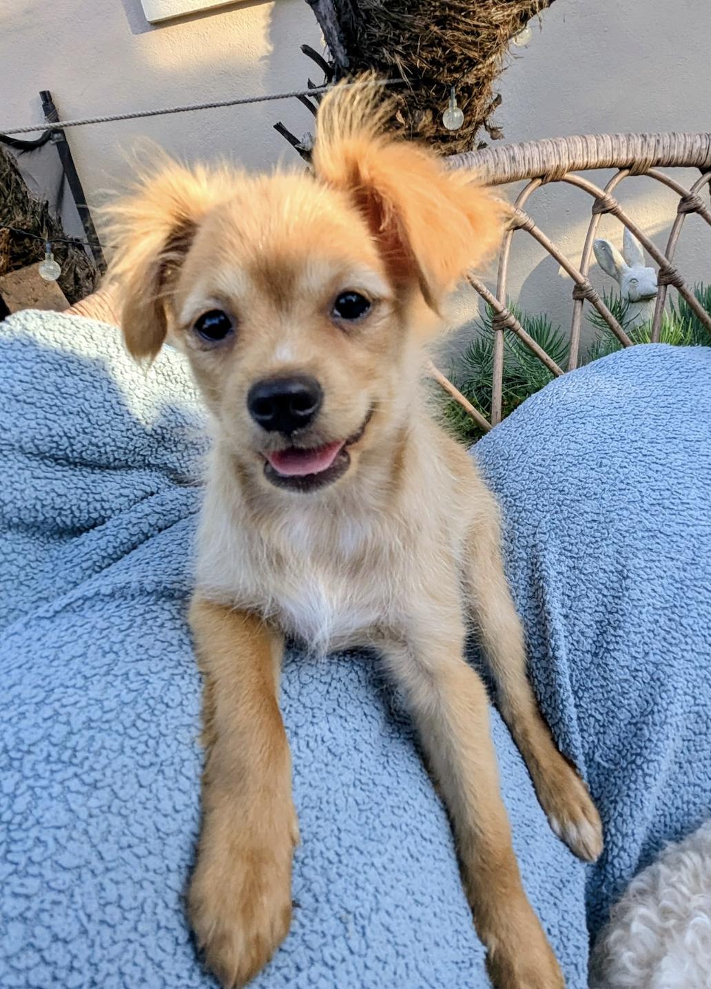 Enlarge Luna, a ADOPTABLE mixed breed in Los Angeles, CA image 2/5