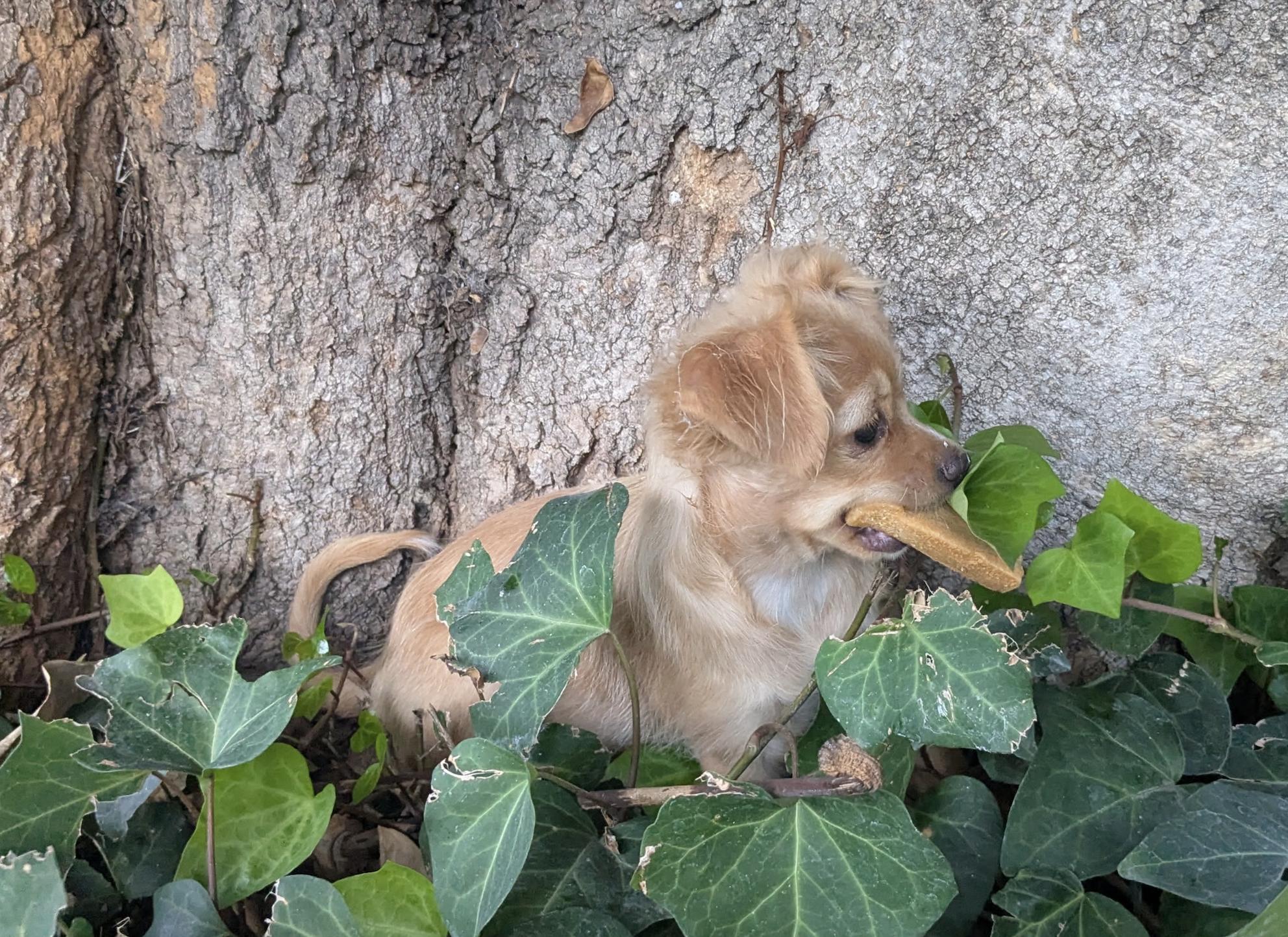 Enlarge Luna, a ADOPTABLE mixed breed in Los Angeles, CA image 3/5