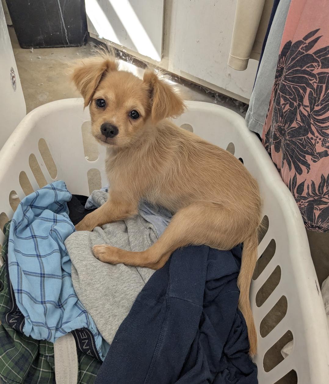 Enlarge Luna, a ADOPTABLE mixed breed in Los Angeles, CA image 1/5