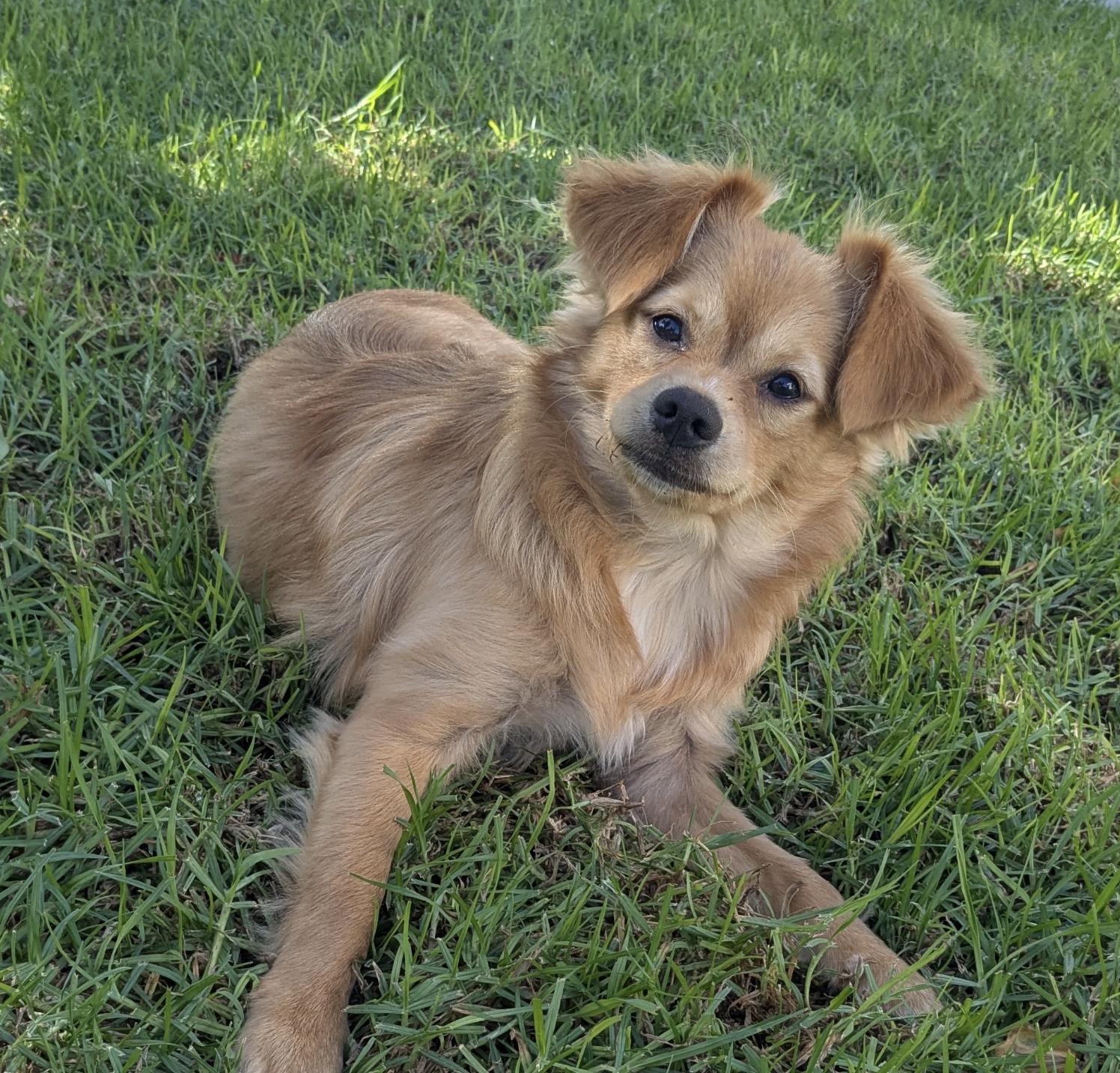 Luna, Adoptable, Young Female Chihuahua.