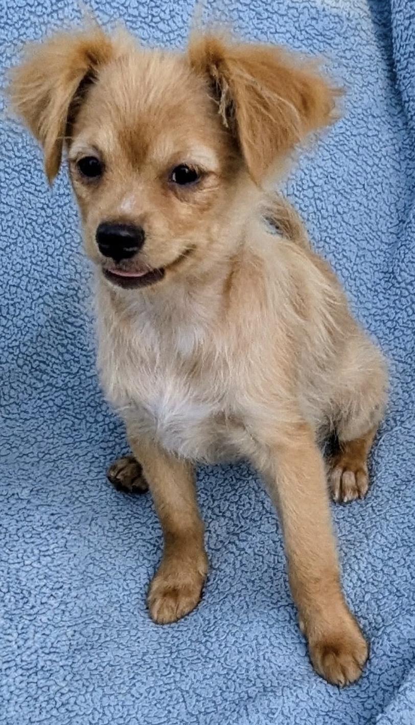 Enlarge Luna, a ADOPTABLE mixed breed in Los Angeles, CA image 4/5