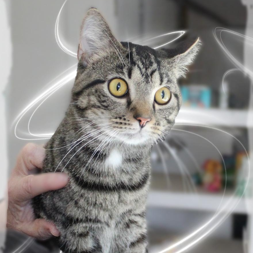 Ario, an adopted Tabby in Amelia, OH image 1/2