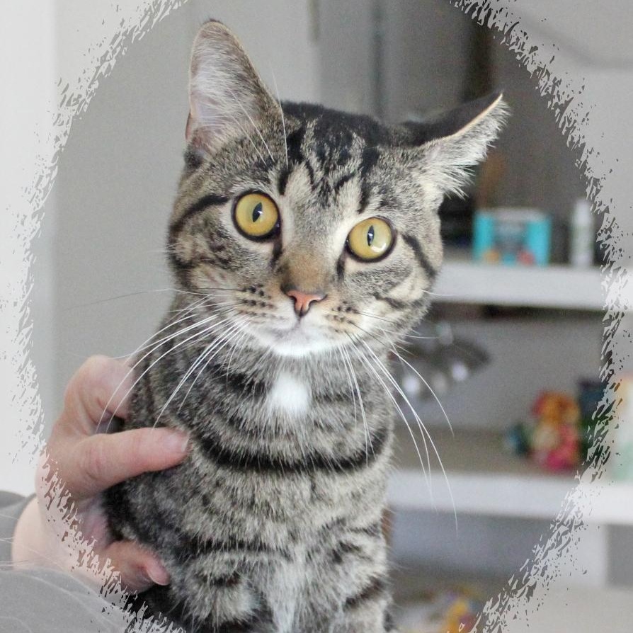 Ario, an adopted Tabby in Amelia, OH image 2/2