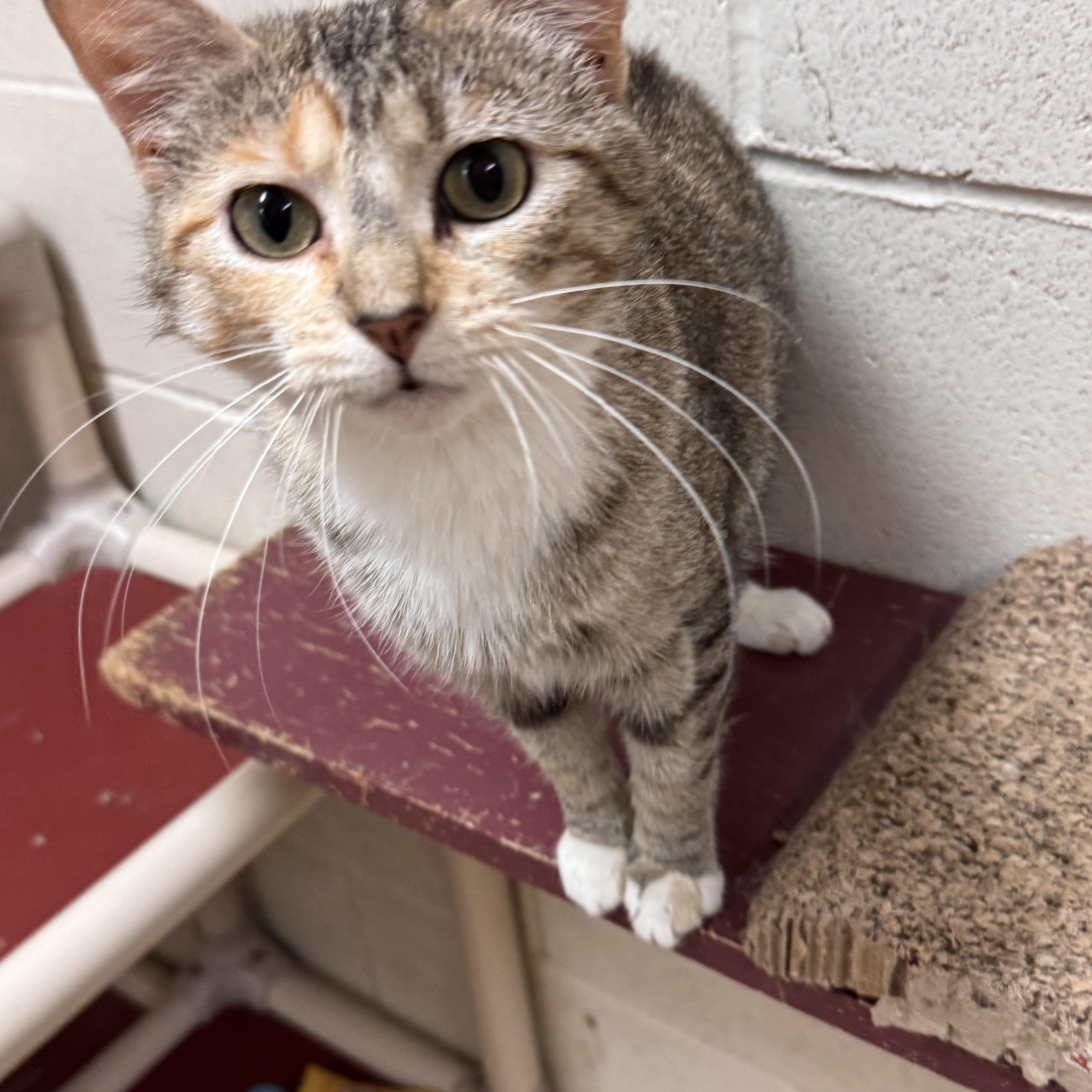 Clover, ADOPTABLE, Adult Female Domestic Short Hair.