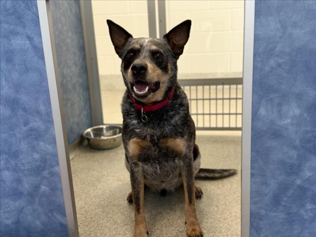 RIFLE, Adoptable, Adult Male Australian Cattle Dog / Blue Heeler.