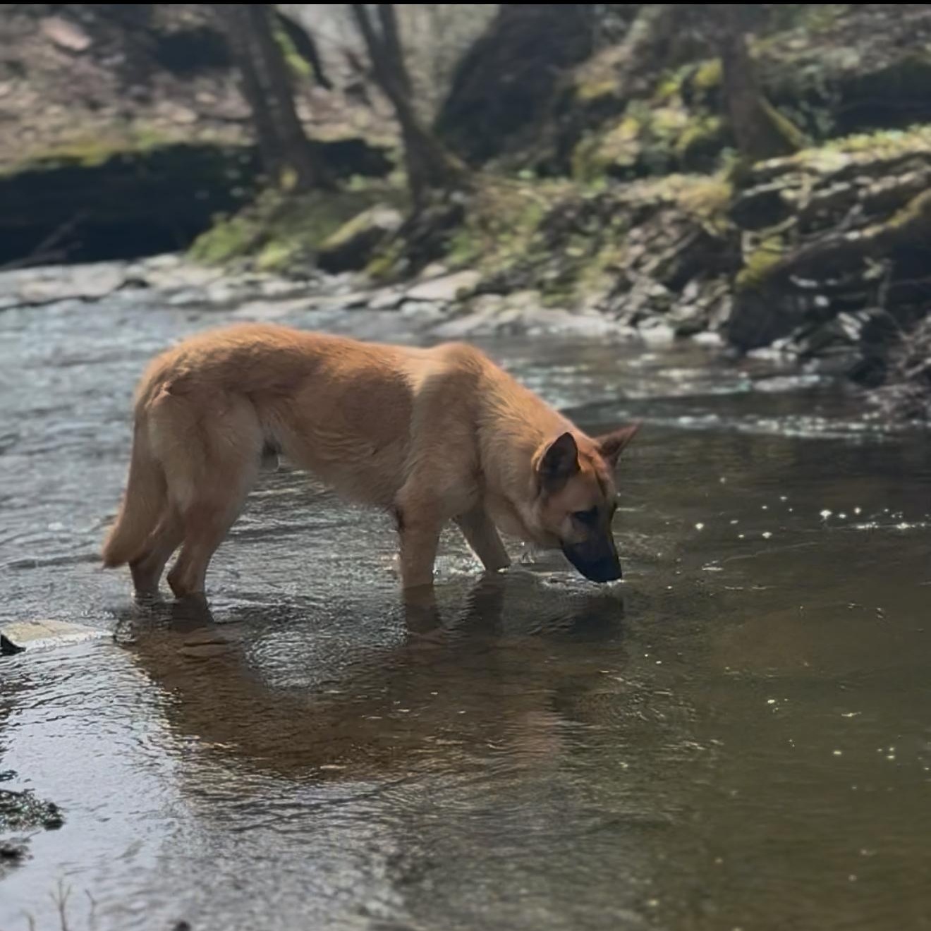Enlarge Seyvaro, a ADOPTABLE German Shepherd Dog in Milford, NY image 2/2