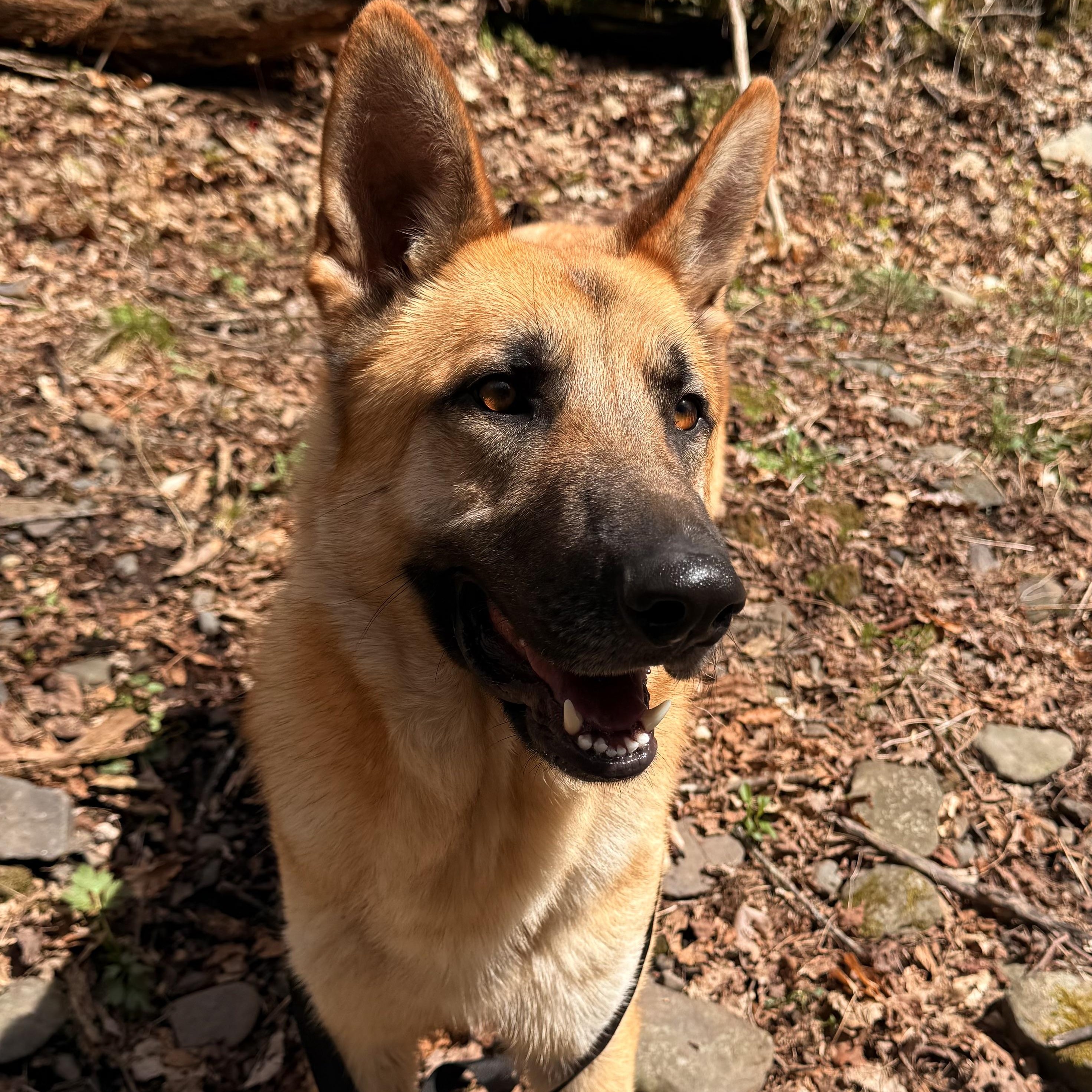 Seyvaro, ADOPTABLE, Young Male German Shepherd Dog.