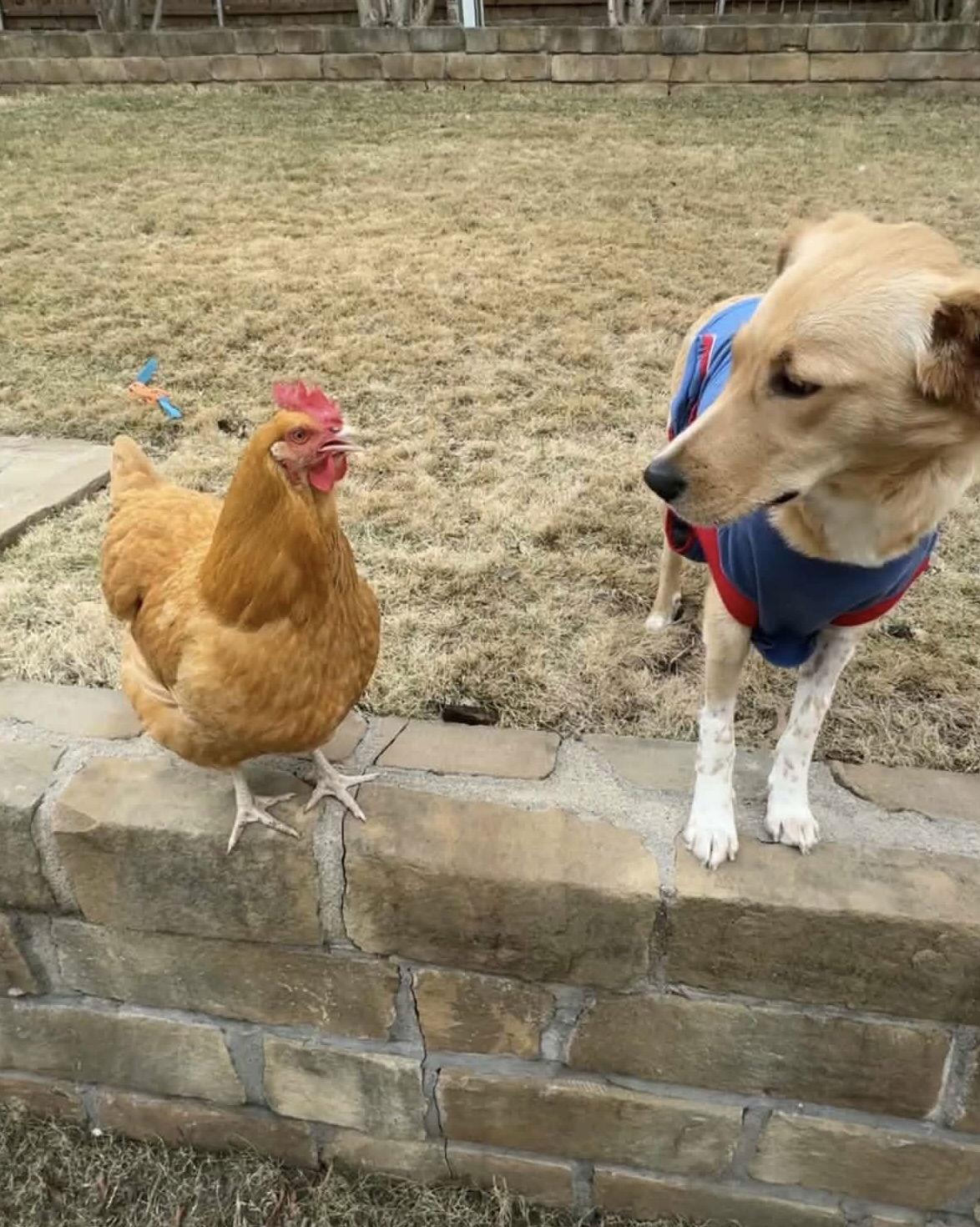 Lumi, a Adoptable Golden Retriever in Fort Worth, TX image 1/3