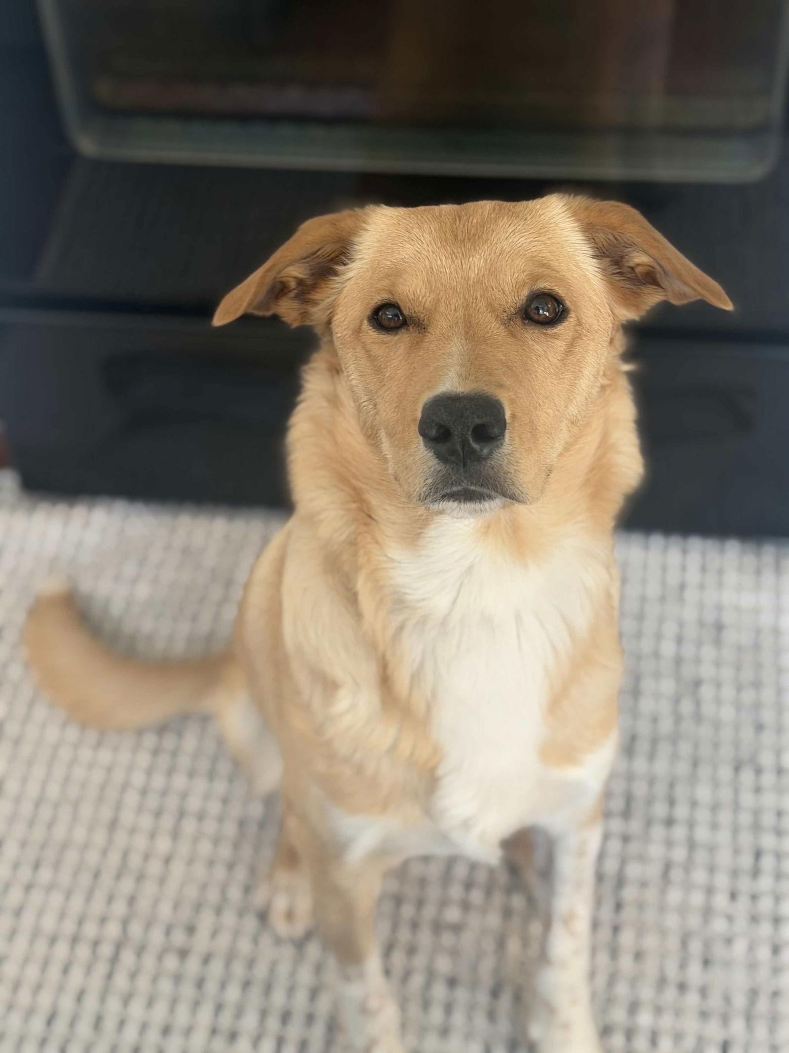 Lumi, Adoptable, Adult Female Golden Retriever.