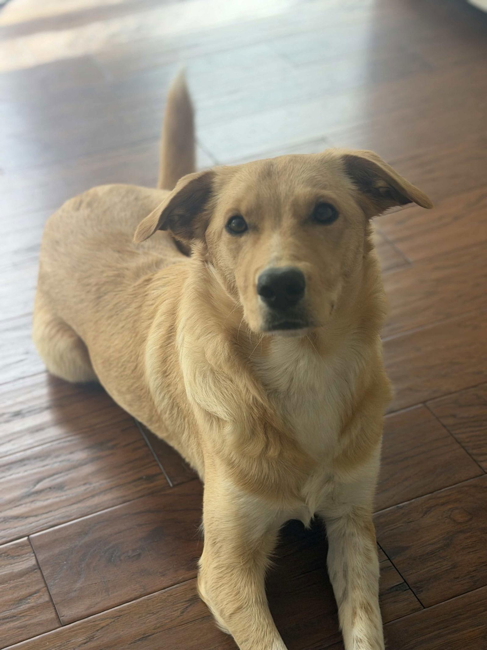 Lumi, a Adoptable Golden Retriever in Fort Worth, TX image 3/3