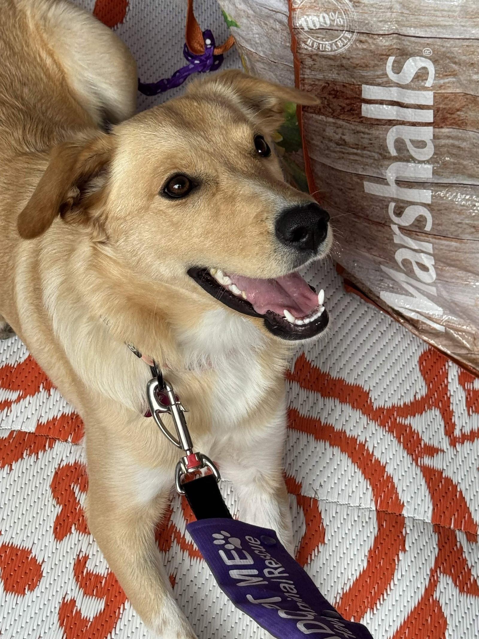 Enlarge Lumi, a Adoptable Golden Retriever in Fort Worth, TX image 2/3