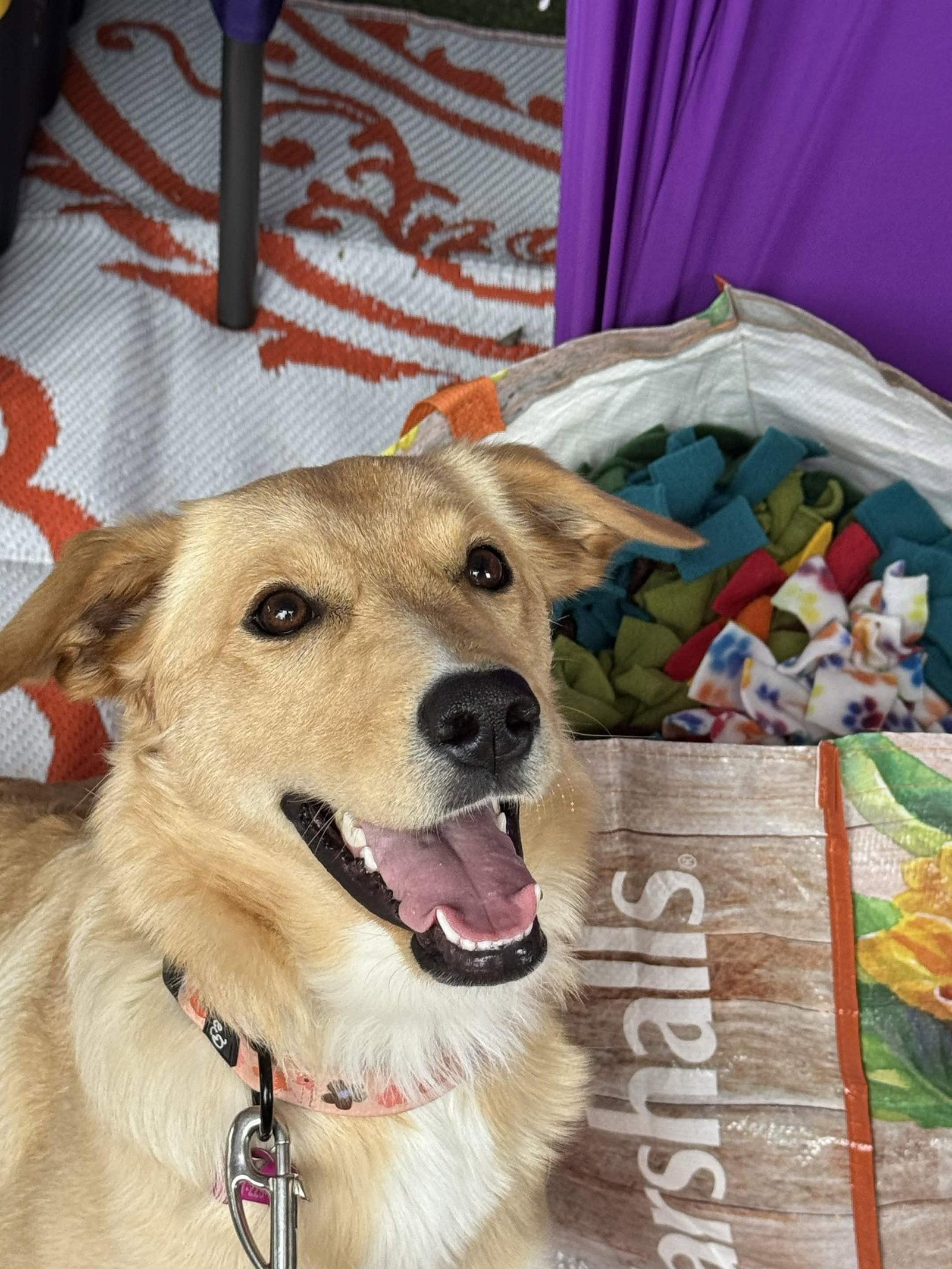 Enlarge Lumi, a Adoptable Golden Retriever in Fort Worth, TX image 3/3