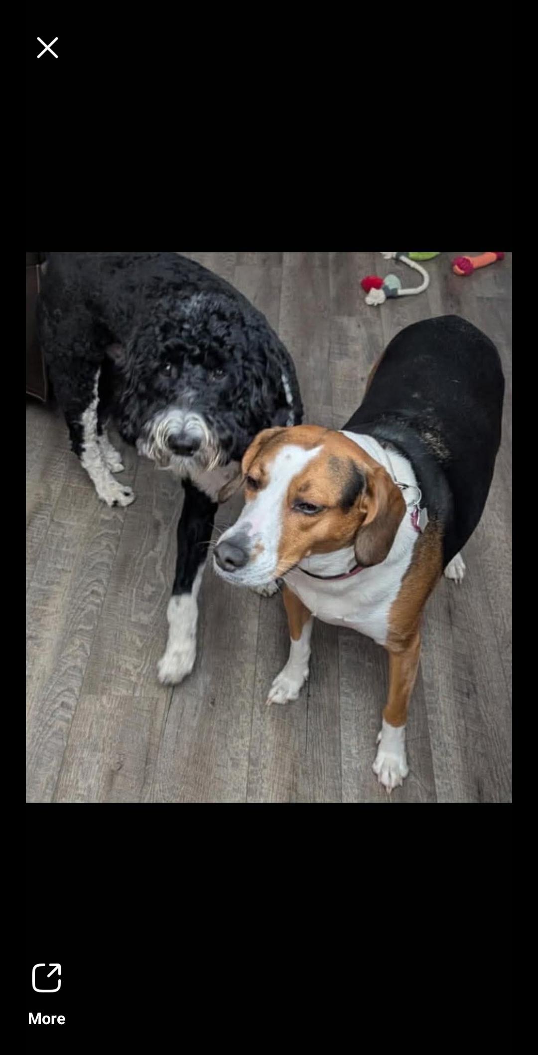 Maggie, ADOPTABLE, Adult Female Beagle.