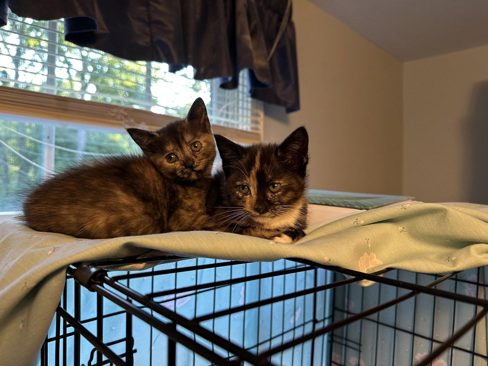 Potato Chip, Adopted, Kitten Female Domestic Short Hair.