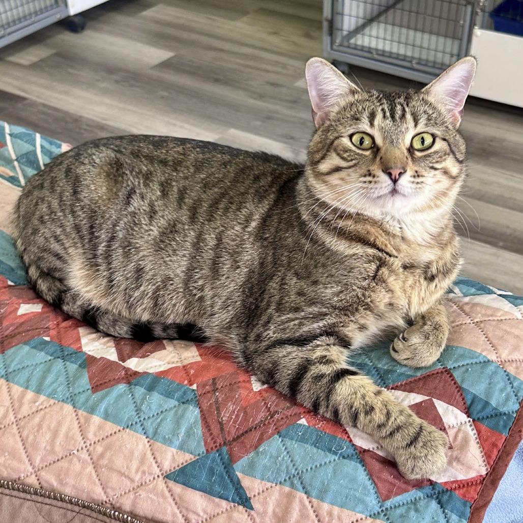 George, Adoptable, Adult Male Domestic Short Hair.