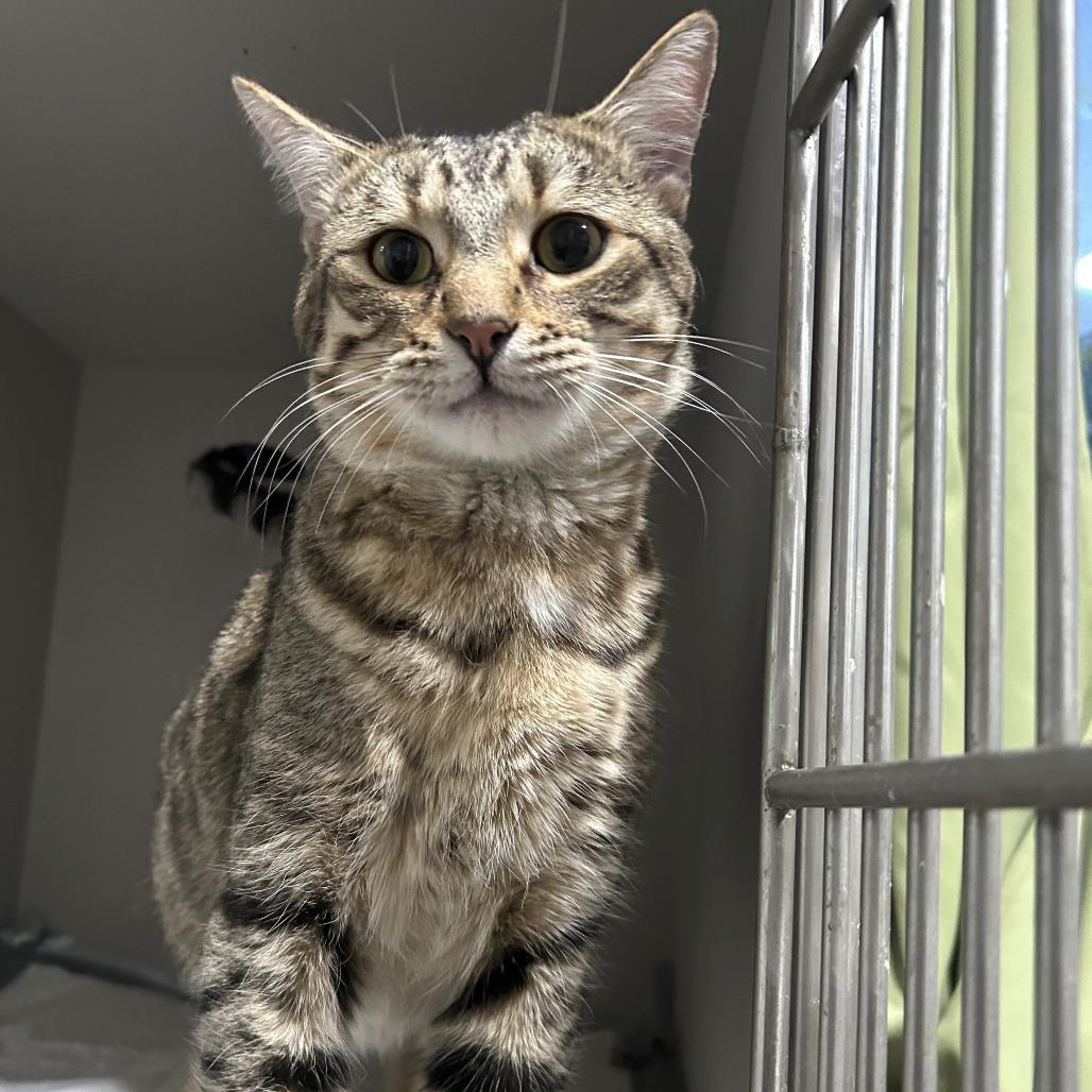 George 2025, Adoptable, Adult Male Domestic Short Hair.