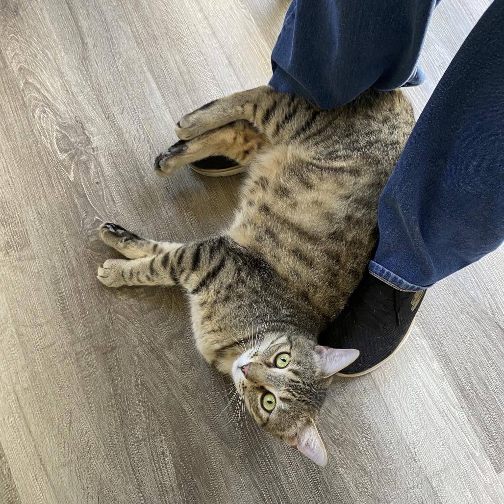Enlarge George, a Adoptable Domestic Short Hair in Palmdale, CA image 3/6