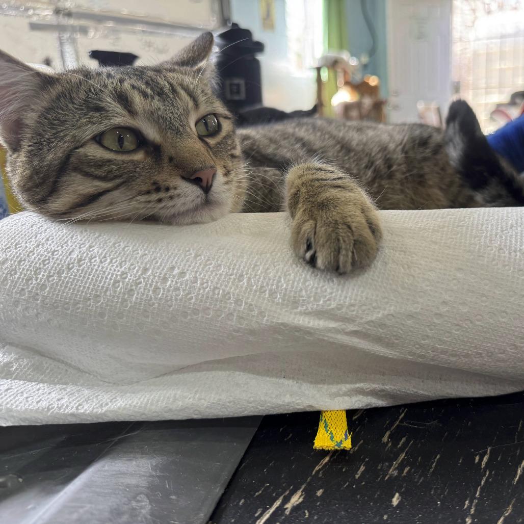 George, a Adoptable Domestic Short Hair in Palmdale, CA image 2/3