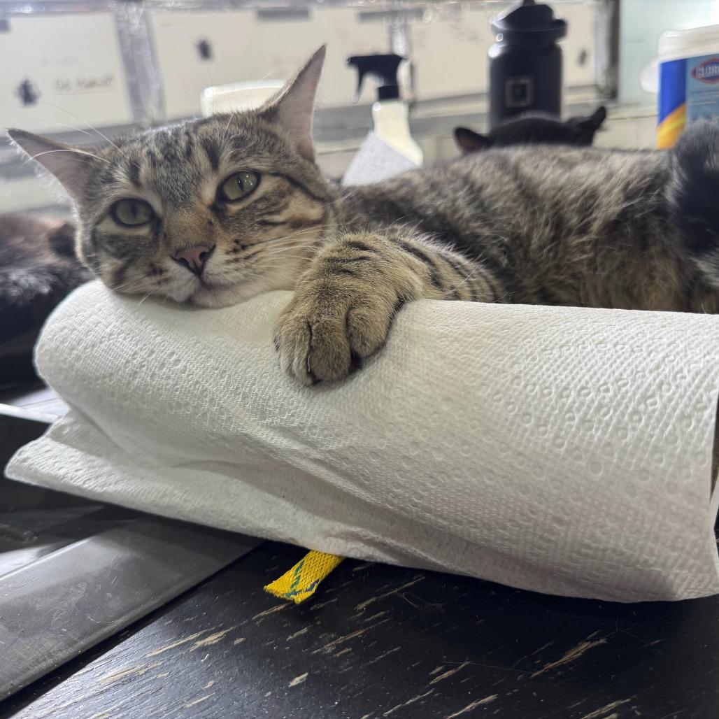 George, a Adoptable Domestic Short Hair in Palmdale, CA image 3/3