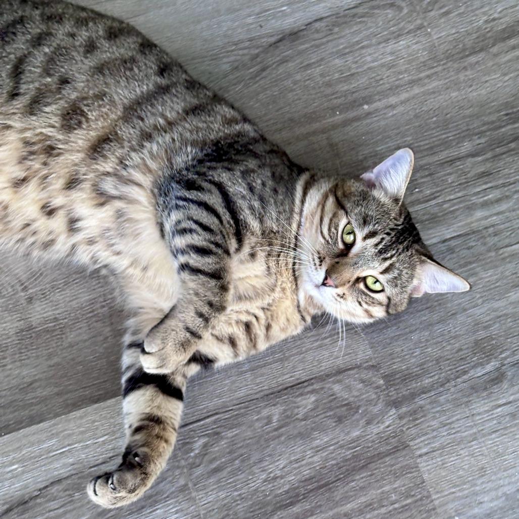 George, a Adoptable Domestic Short Hair in Palmdale, CA image 5/5