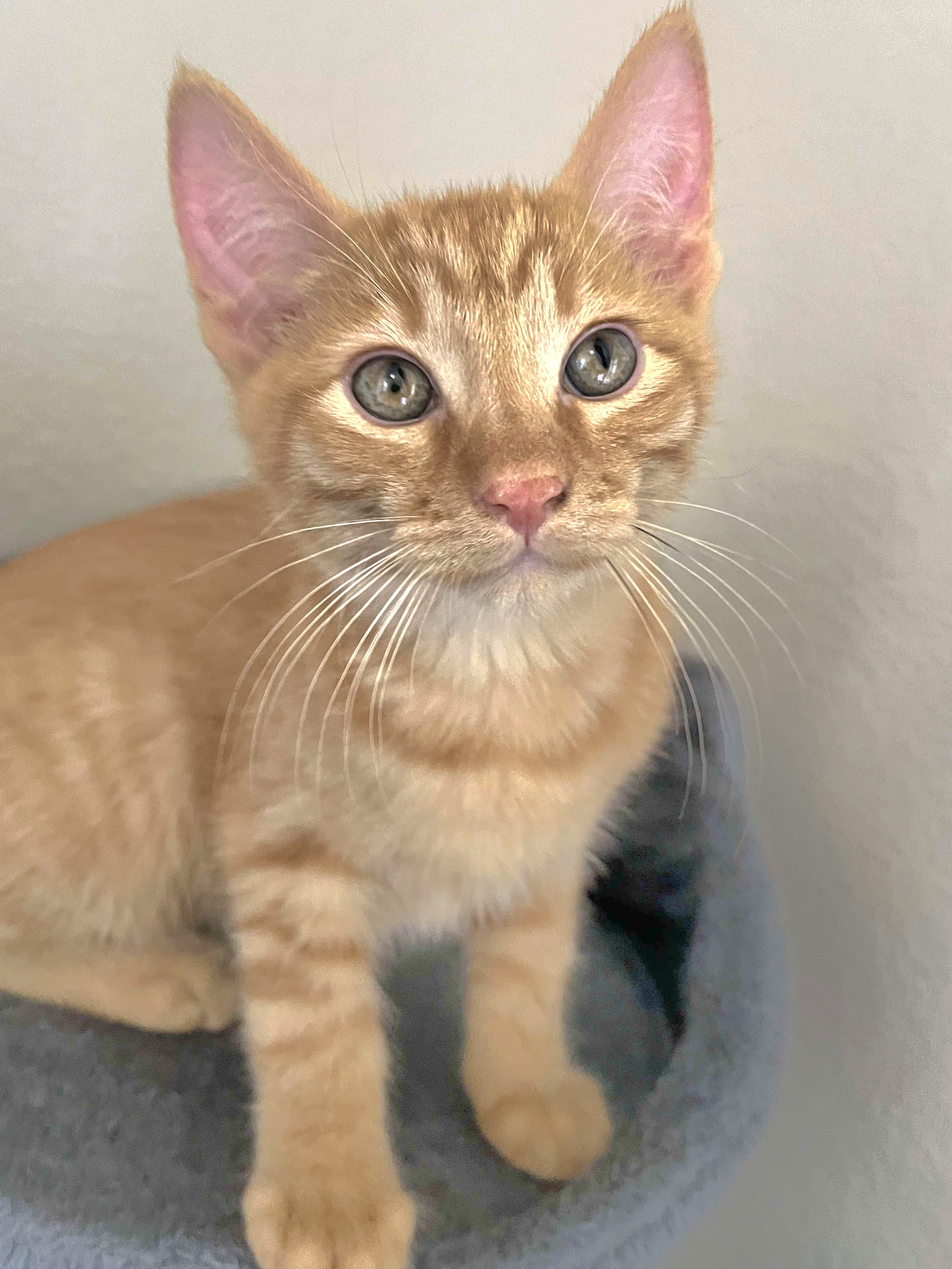 Julius - Affectionate snuggly playful kitten, Baby Male Domestic Short Hair
