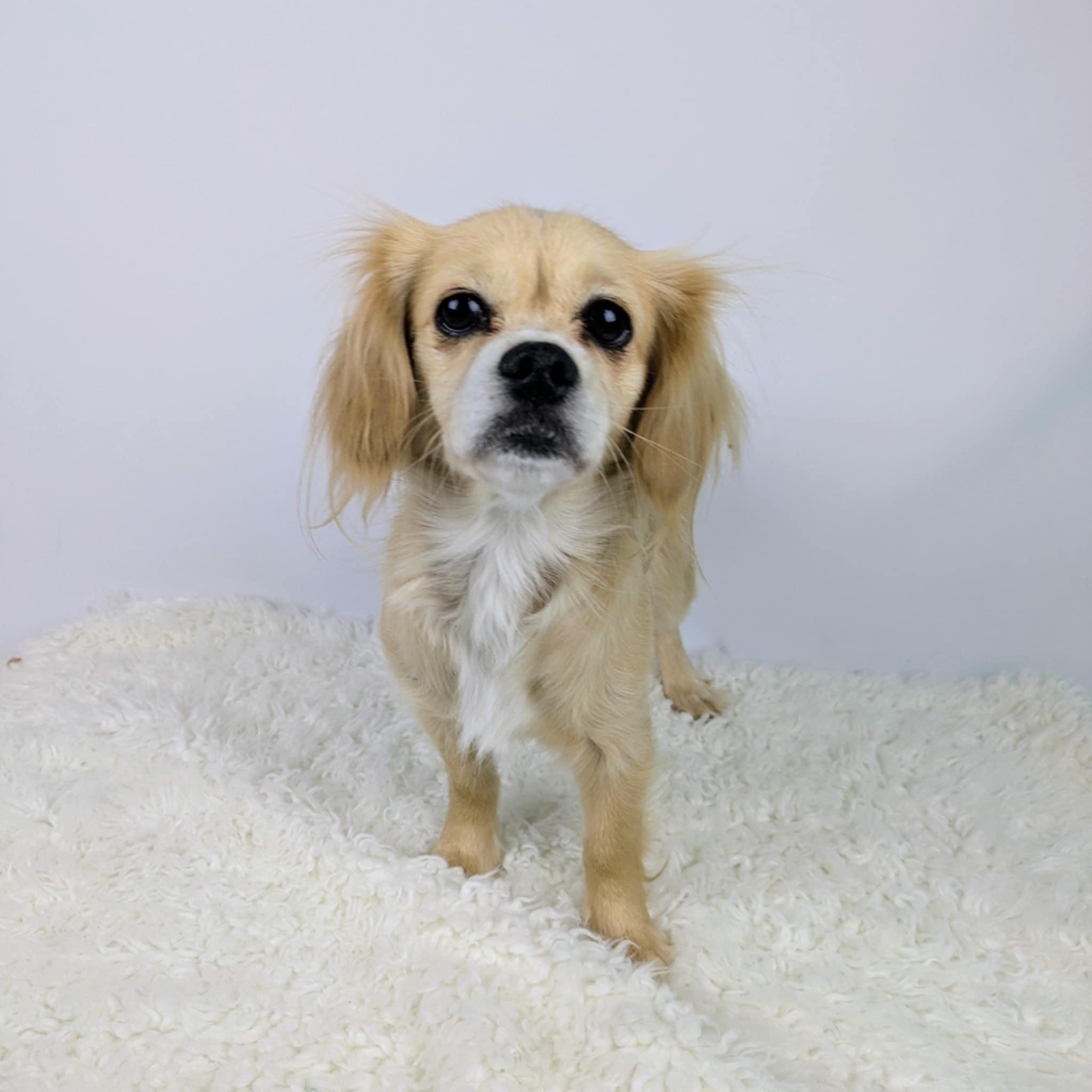 Millie, adopted, Adult Female Cavalier King Charles Spaniel.