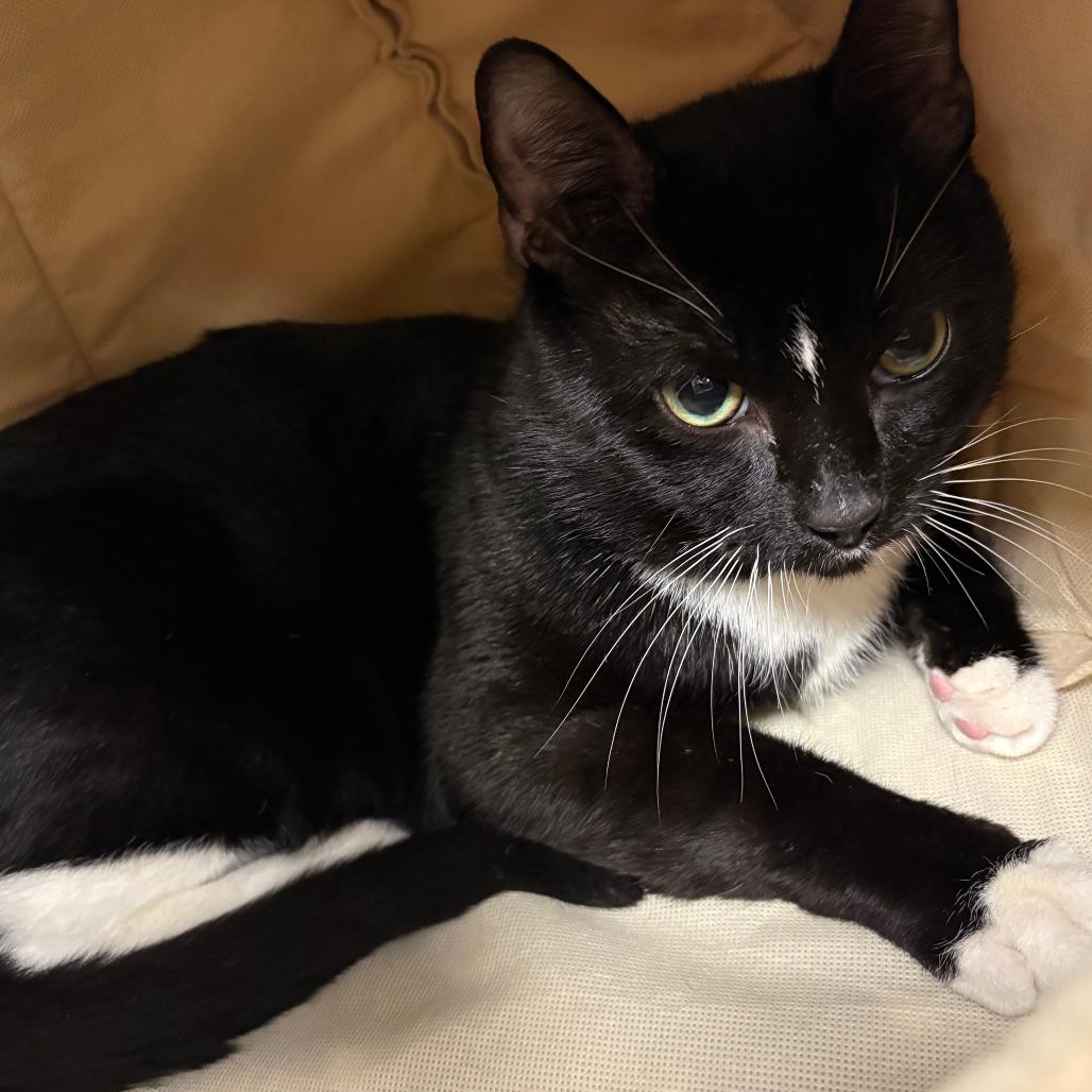 Greedy, Adoptable, Adult Male American Shorthair.