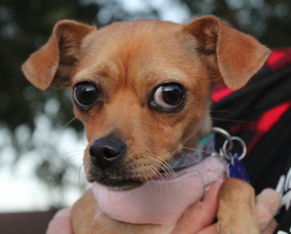 Edith, Adoptable, Adult Female Chihuahua & Chinese Crested Dog.