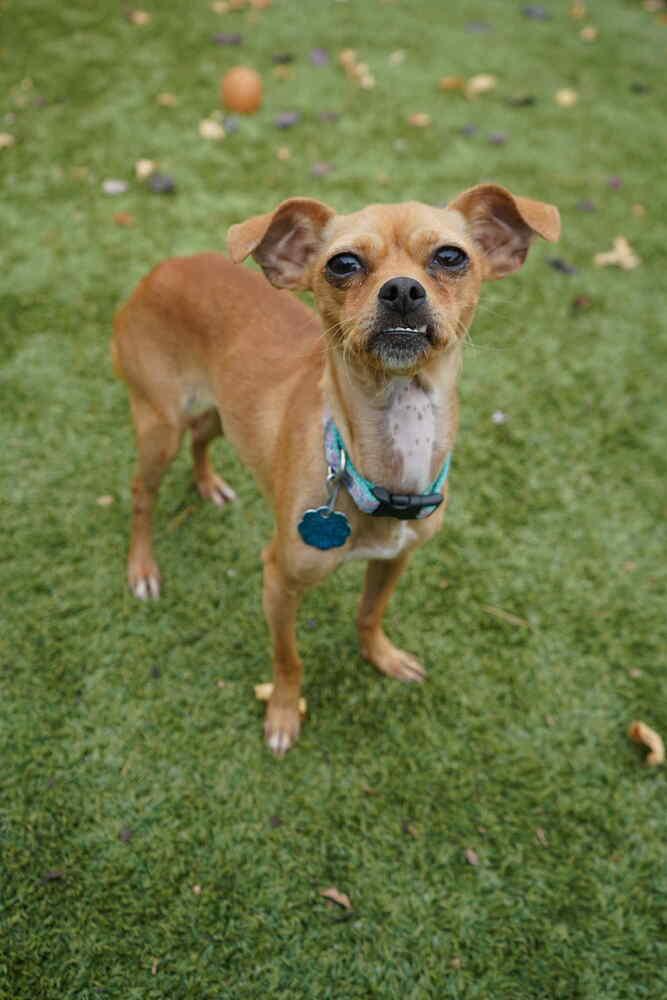Enlarge Edith, a Adoptable mixed breed in Fort Lupton, CO image 2/6