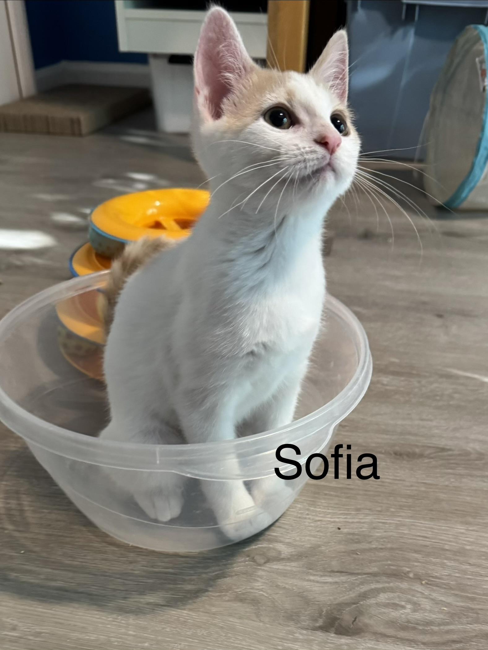 Enlarge Sofia, a ADOPTABLE Domestic Short Hair in Frederick, MD image 1/1