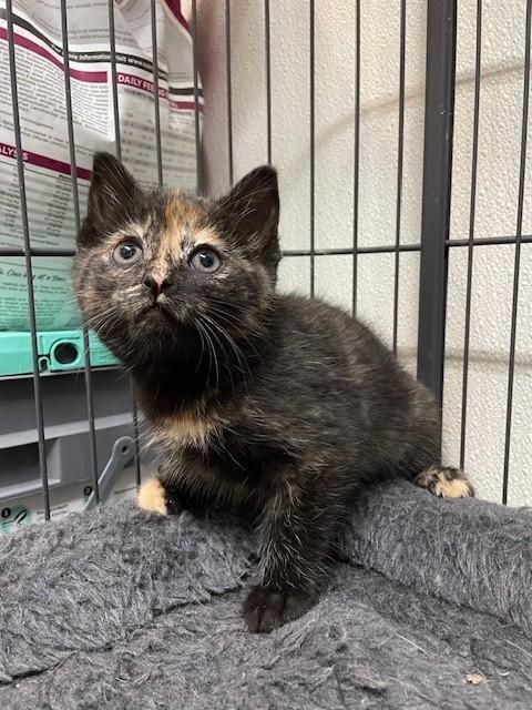 Female kitten available for foster-to-adopt, adopted, Kitten Female Domestic Short Hair.