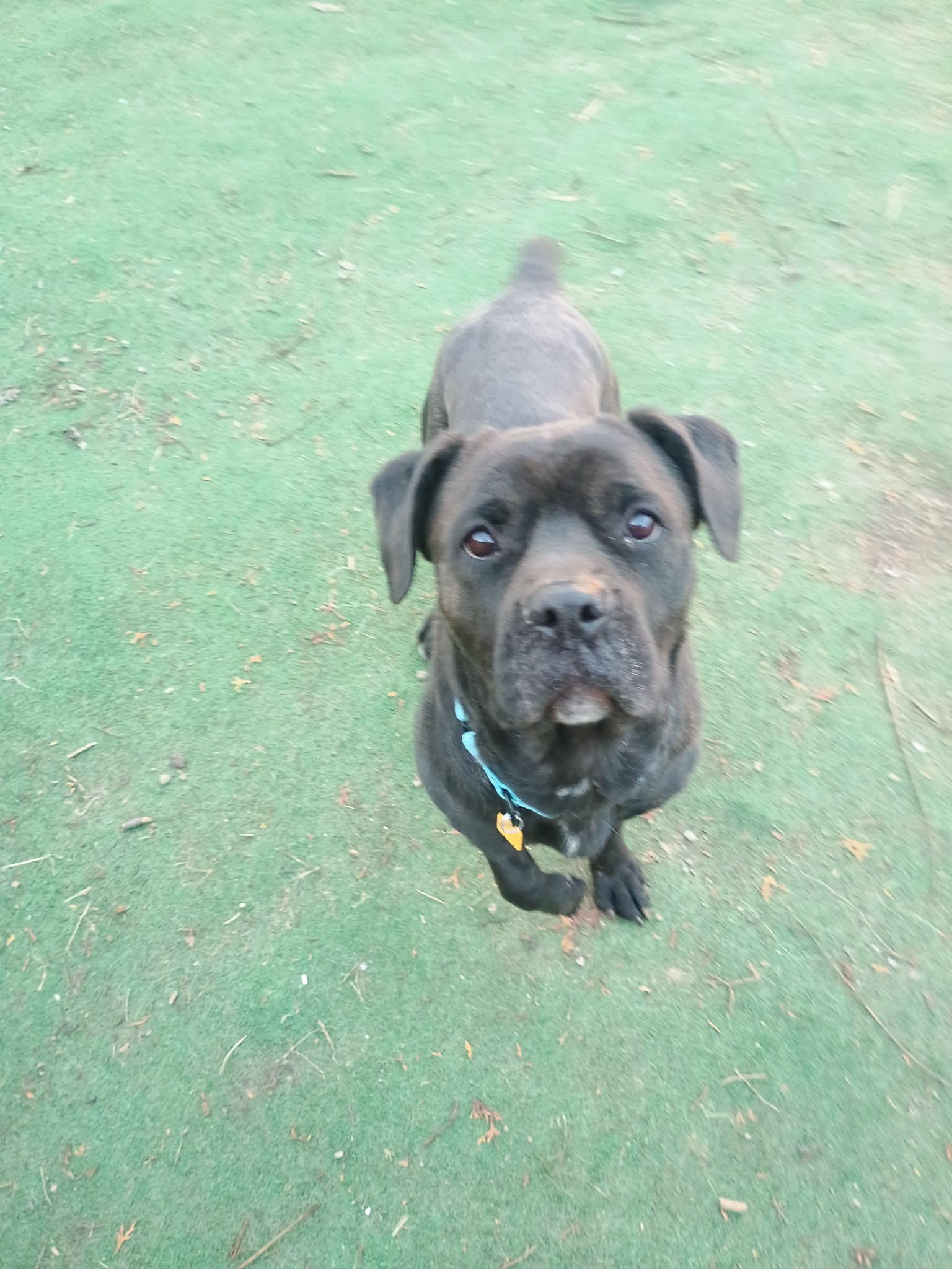 Jodee, a ADOPTABLE mixed breed in Brunswick, OH image 3/6