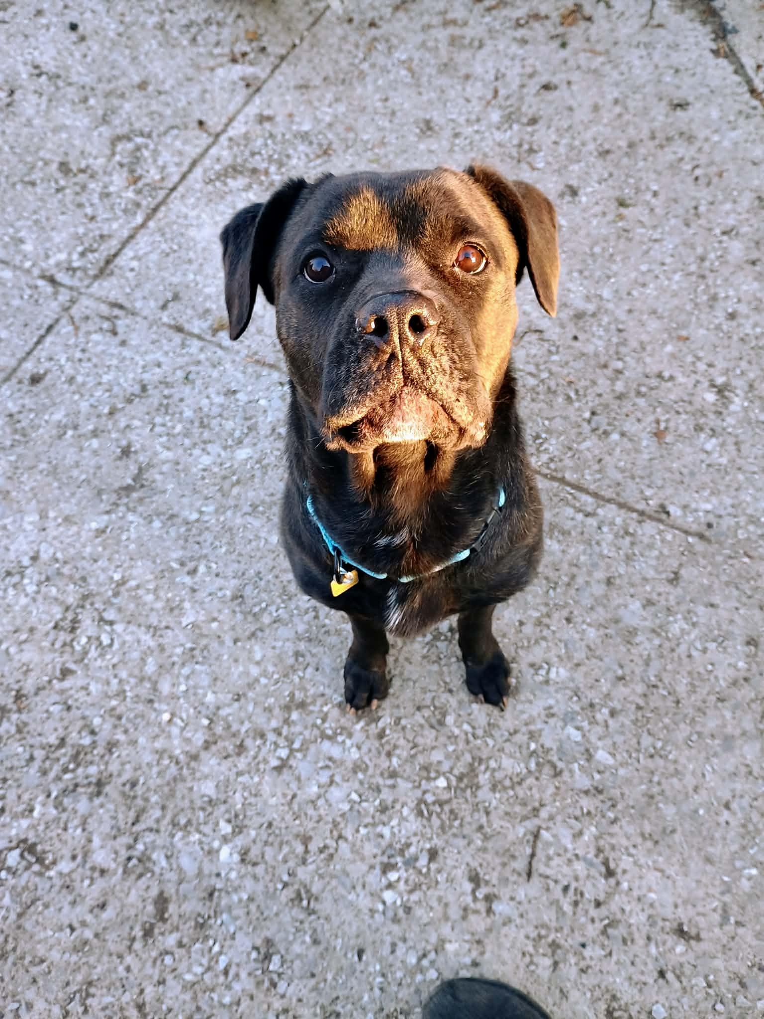 Jodee, a ADOPTABLE mixed breed in Brunswick, OH image 5/6