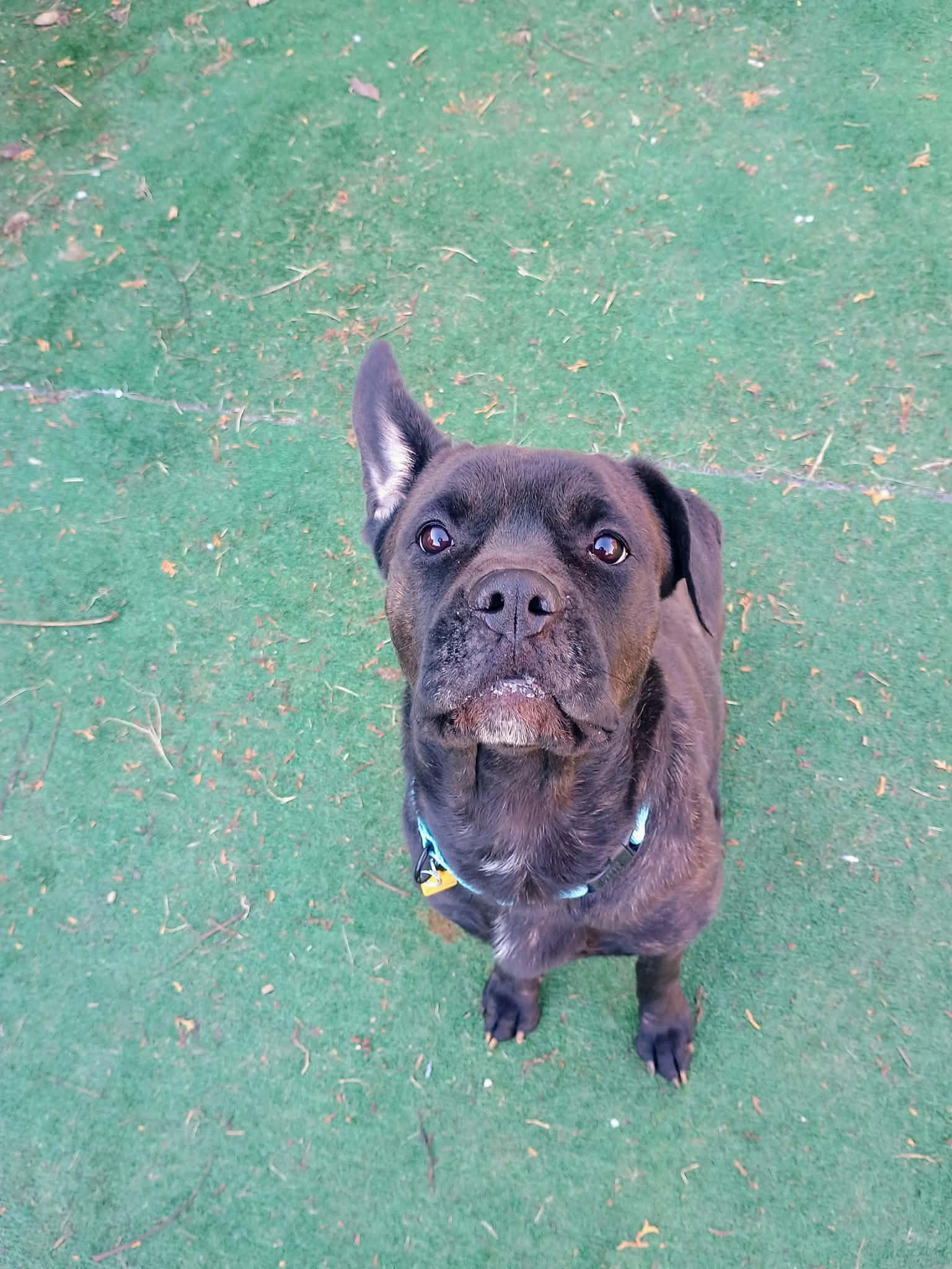 Jodee, a ADOPTABLE mixed breed in Brunswick, OH image 2/6