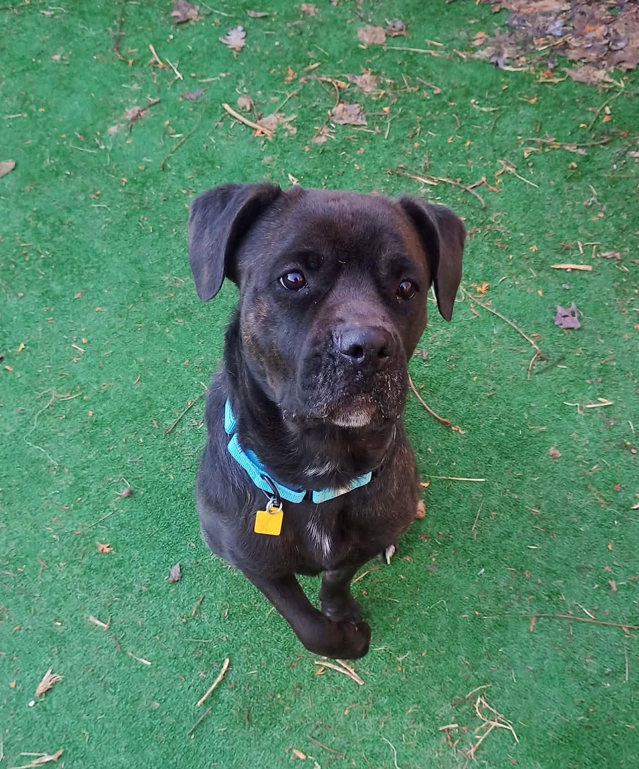 Jodee, a ADOPTABLE mixed breed in Brunswick, OH image 1/6