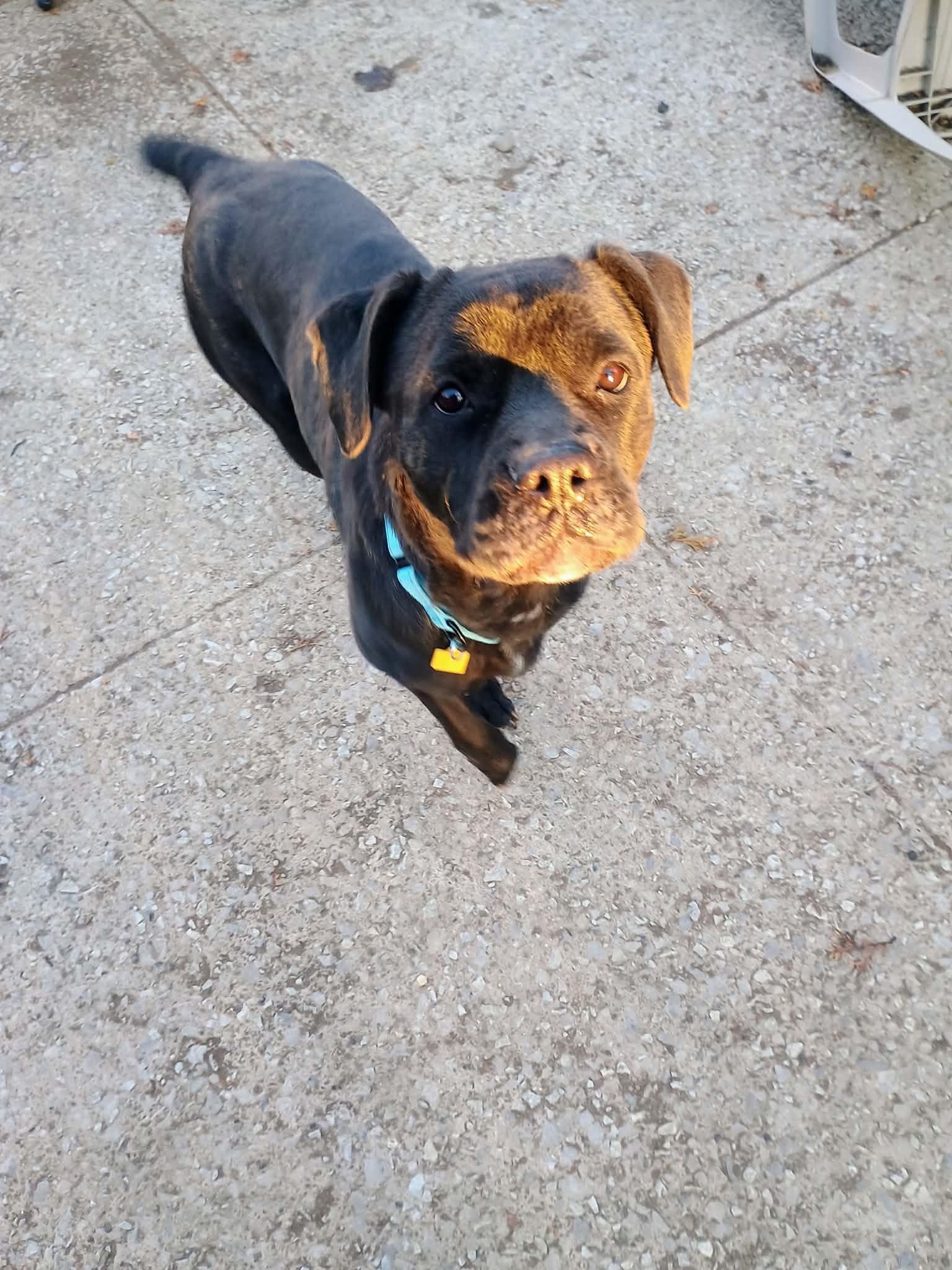 Jodee, a ADOPTABLE mixed breed in Brunswick, OH image 4/6