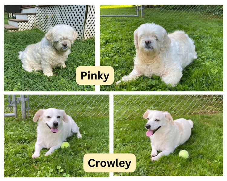 Enlarge Pinky, a Adopted mixed breed in Parkton, MD image 1/2