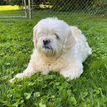 Enlarge Pinky, a Adopted mixed breed in Parkton, MD image 2/2