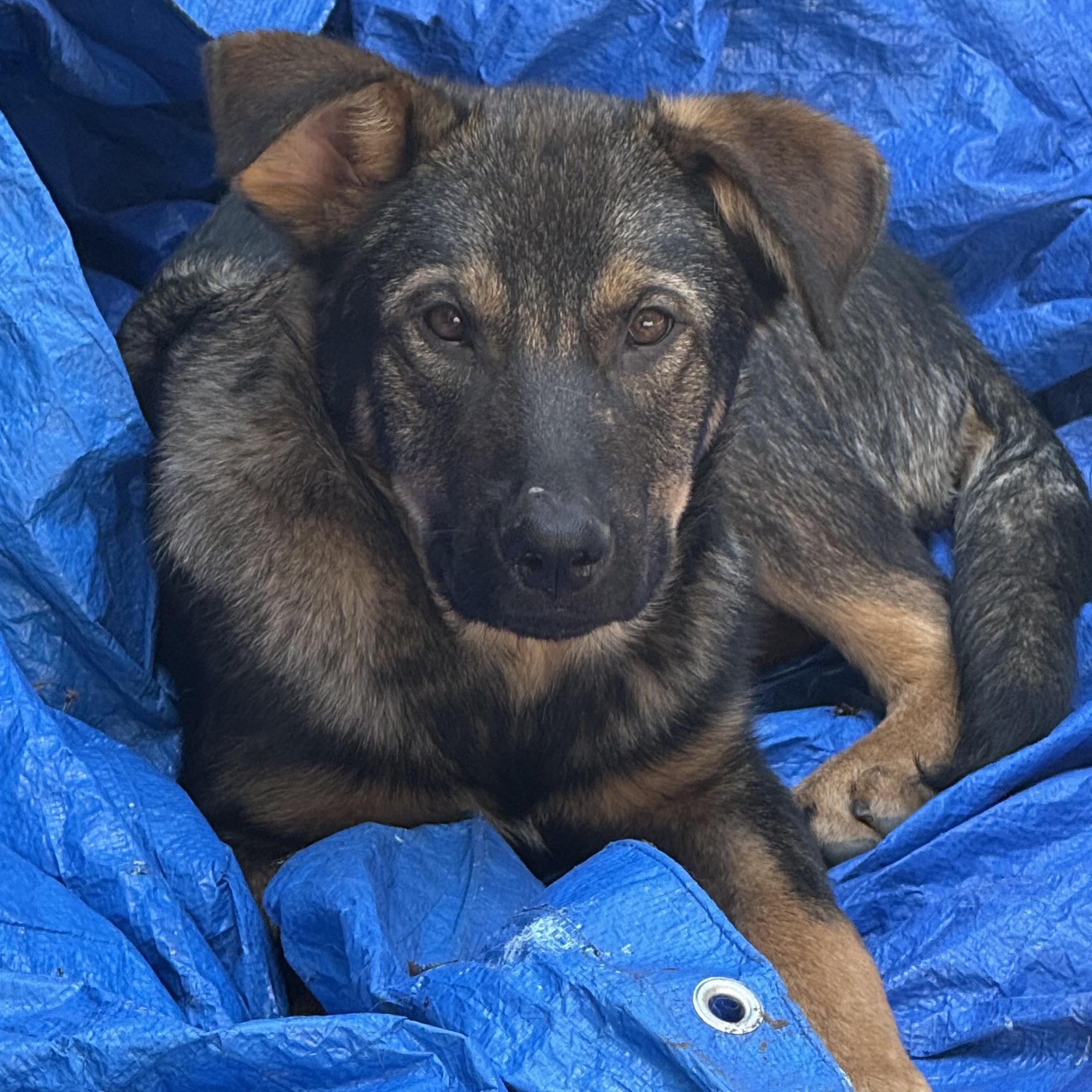 Enlarge Bob (M), a Adopted mixed breed in Sun Prairie, WI image 1/3