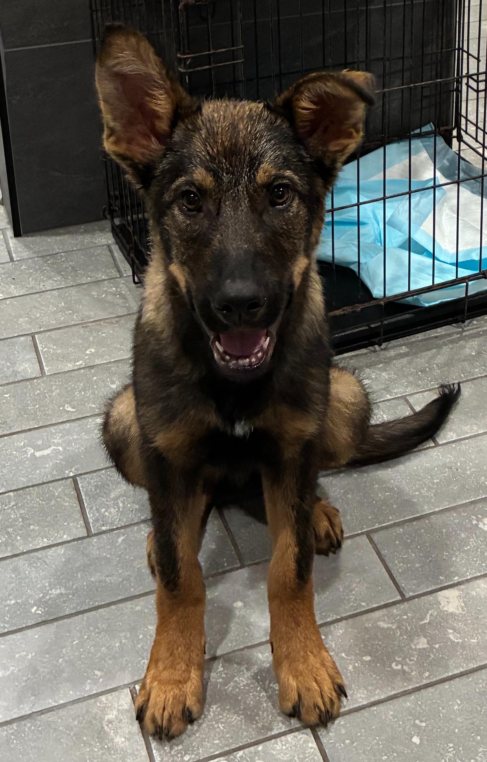 Enlarge Bob (M), a Adopted mixed breed in Sun Prairie, WI image 2/3