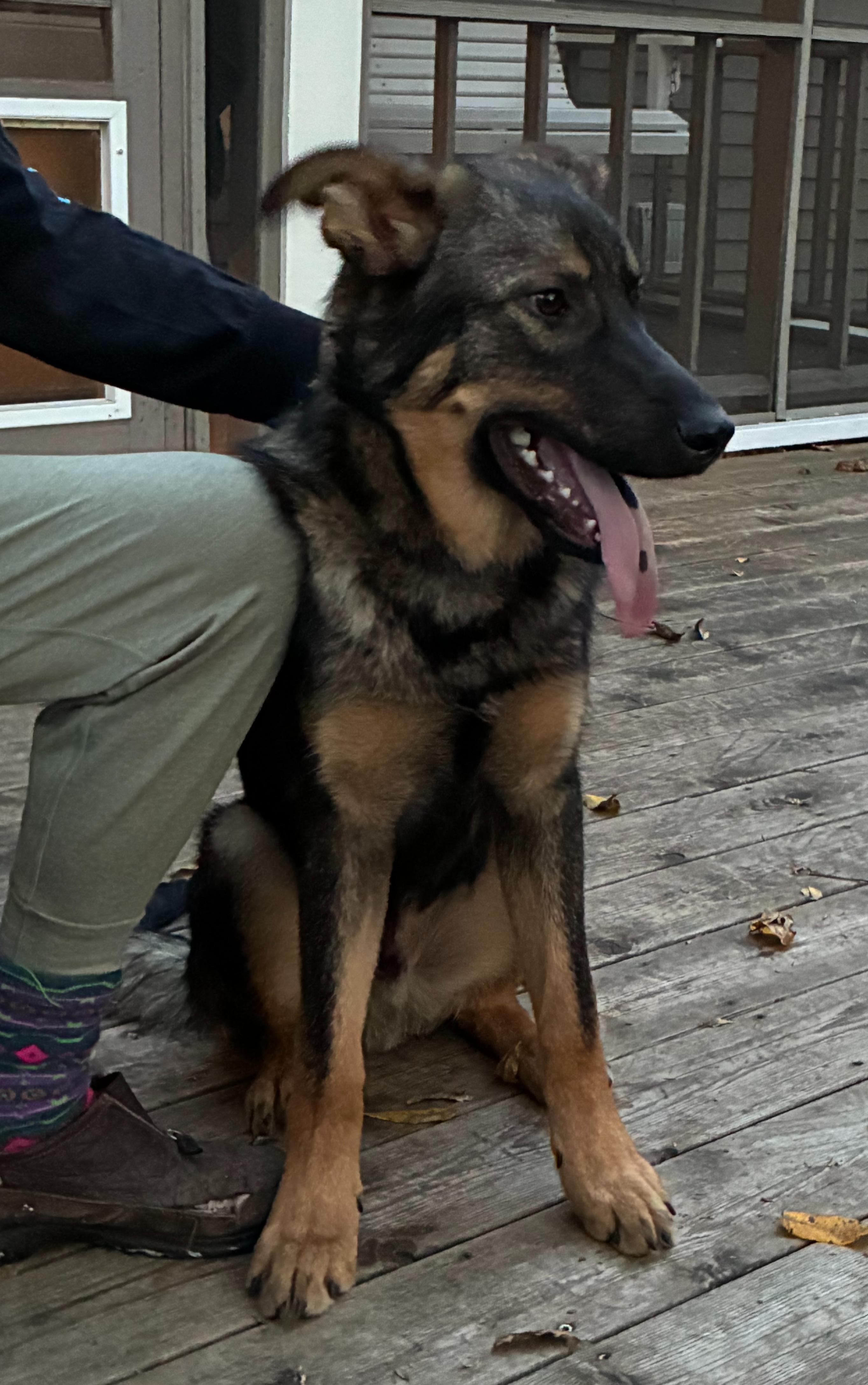 Enlarge Bob (M), a Adopted mixed breed in Sun Prairie, WI image 3/3