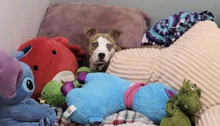 April, Young Female Terrier