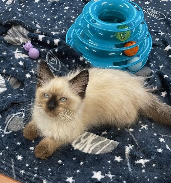 Enlarge Sam, an adopted Siamese in Prudenville, MI image 1/1