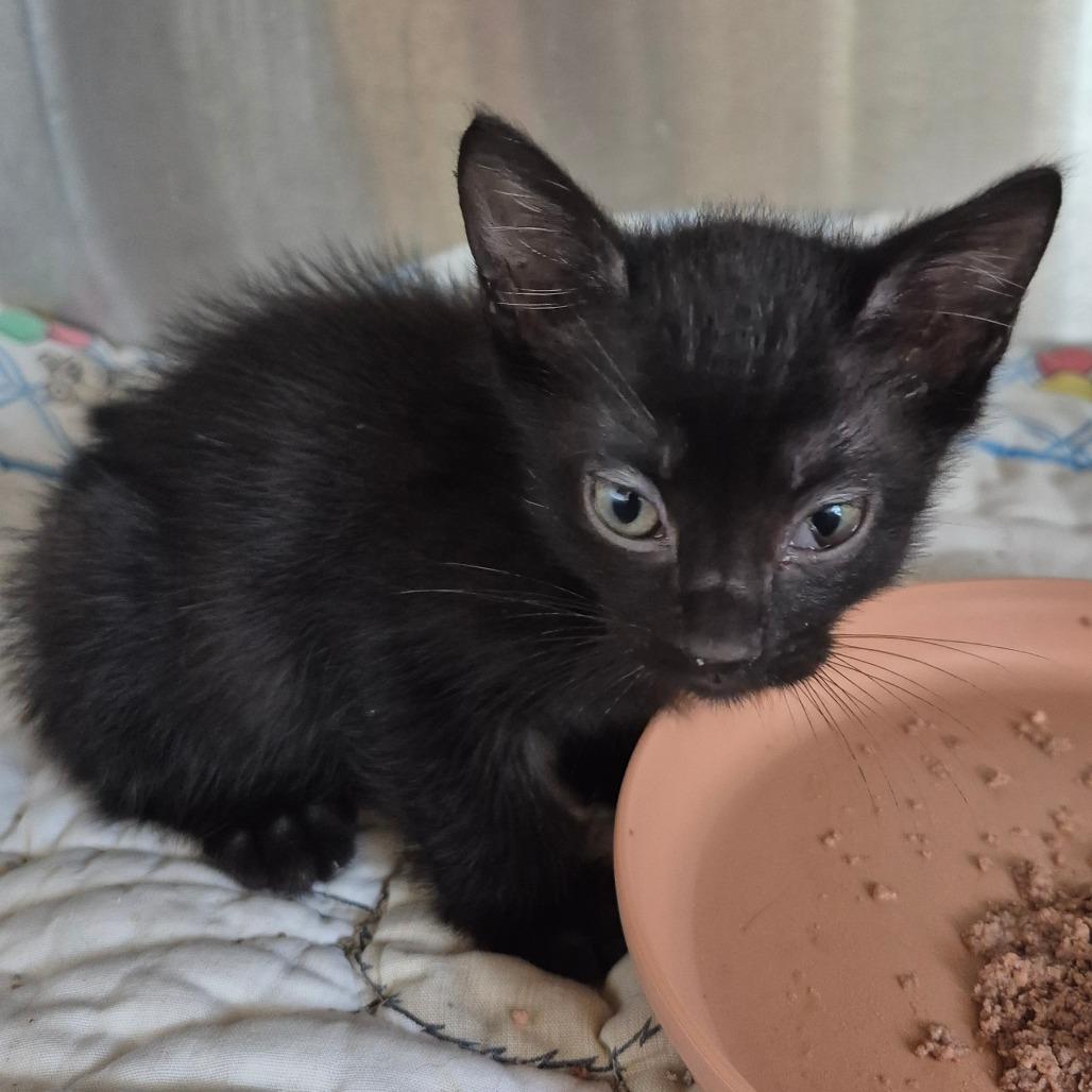 Chevy (grey collar), Adoptable, Kitten Male Domestic Short Hair.