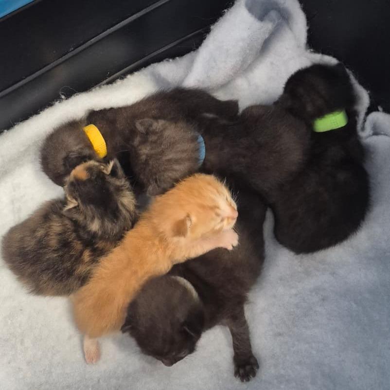 Enlarge Chevy (grey collar), a Adoptable Domestic Short Hair in Kingman, KS image 2/2