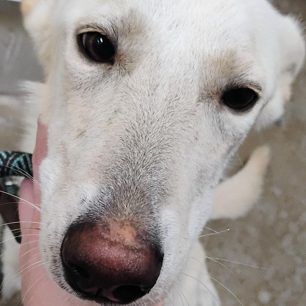 Celeste, Adoptable, Young Female Shepherd & Mixed Breed.