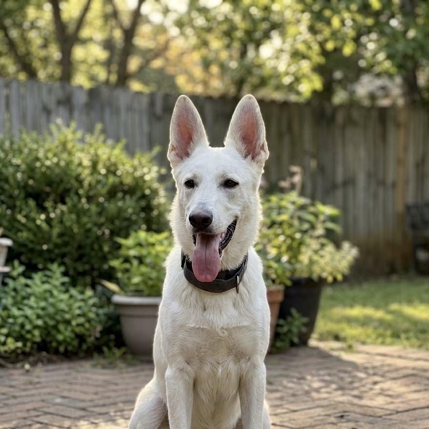 Enlarge Celeste, a Adoptable mixed breed in Palestine, TX image 2/2