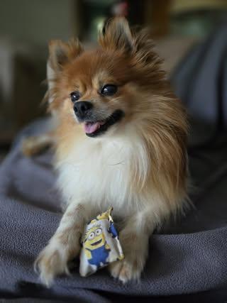 Jasper